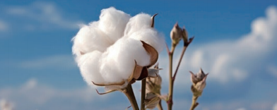 金沙9001以诚为本股份